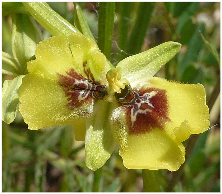 Ophrys lacaitae(con lusus)